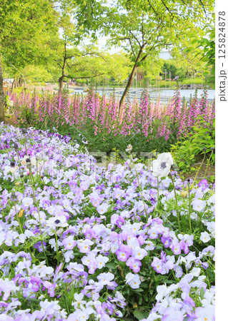 なばなの里　満開の春の花々 125824878