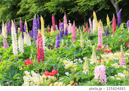 なばなの里　満開の春の花々 125824881