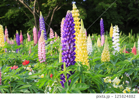 なばなの里 満開の春の花々 なばなの里 満開の春の花々 125824882