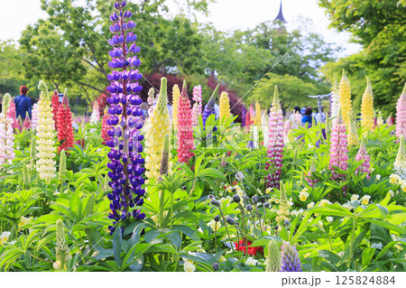 なばなの里　満開の春の花々 125824884