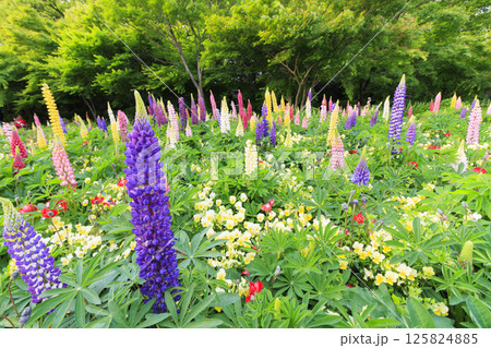 なばなの里 満開の春の花々 なばなの里 満開の春の花々 125824885