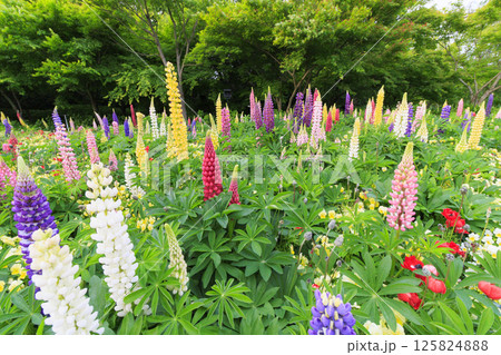 なばなの里　満開の春の花々 125824888