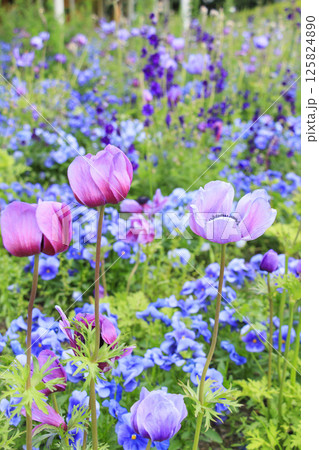 なばなの里 満開の春の花々 なばなの里 満開の春の花々 125824890