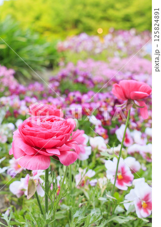 なばなの里　満開の春の花々 125824891