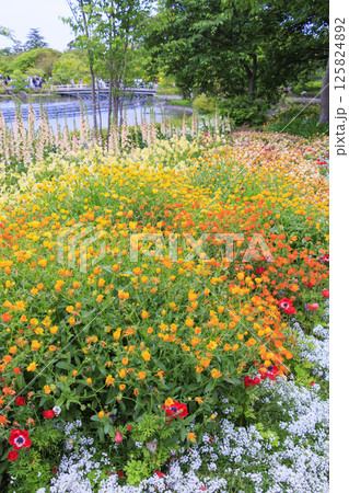 なばなの里　満開の春の花々 125824892