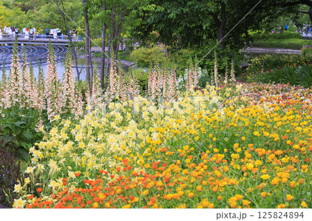 なばなの里　満開の春の花々 125824894