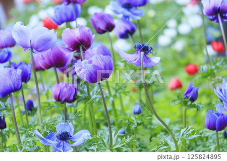 なばなの里　満開の春の花々 125824895