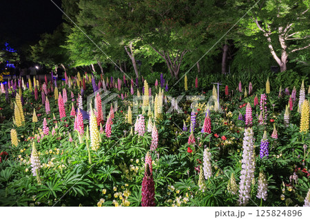 なばなの里　満開の春の花々 125824896