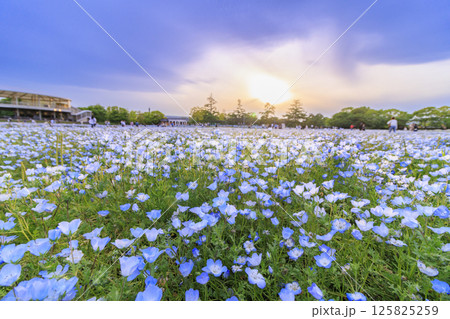 なばなの里 満開のネモフィラ なばなの里 満開のネモフィラ 125825259