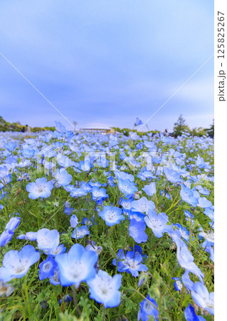 なばなの里　満開のネモフィラ 125825267