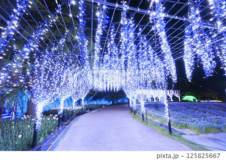 なばなの里 イルミネーション 富士山 なばなの里 イルミネーション 富士山 125825667