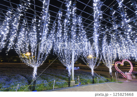 なばなの里　イルミネーション　富士山 125825668