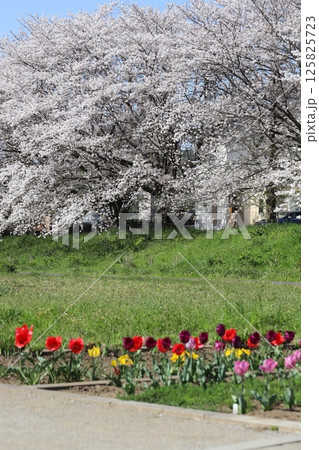 春の公園に咲くソメイヨシノの桜の花とカラフルなチューリップの花 春の公園に咲くソメイヨシノの桜の花とカラフルなチューリップの花 125825723