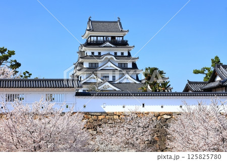 【広島県】桜咲く春の福山城（復興後）福山城桜まつり 125825780
