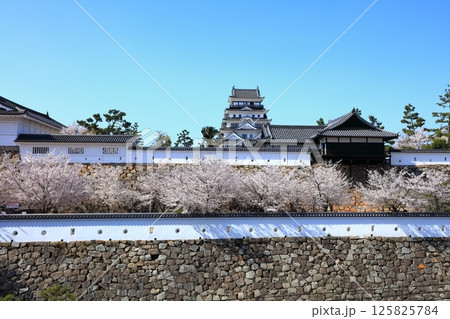 【広島県】桜咲く春の福山城（復興後）福山城桜まつり 125825784