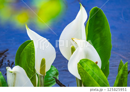 水芭蕉 水芭蕉 125825951