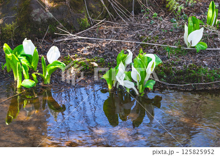 春の水辺に咲く水芭蕉 乗鞍高原 春の水辺に咲く水芭蕉 乗鞍高原 125825952