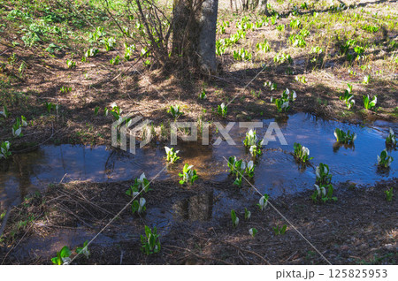 春の水辺に咲く水芭蕉　乗鞍高原 125825953