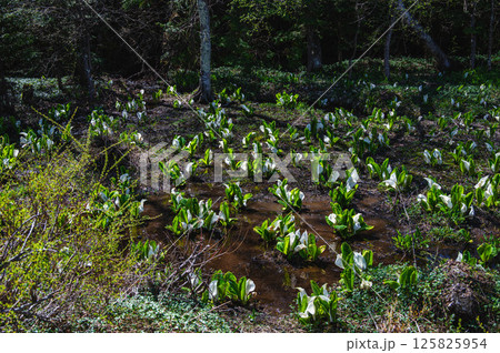 春の水辺に咲く水芭蕉　乗鞍高原 125825954