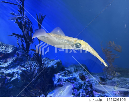 可愛いアオリイカ 125826106