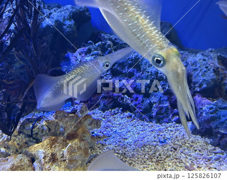 ゆらゆら泳ぐアオリイカ ゆらゆら泳ぐアオリイカ 125826107