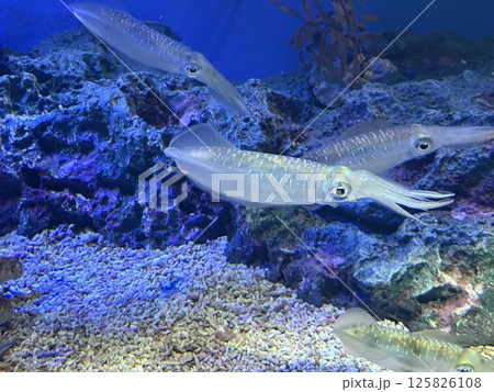 半透明のアオリイカ 125826108