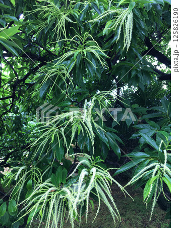 雨に濡れた和栗の花 125826190
