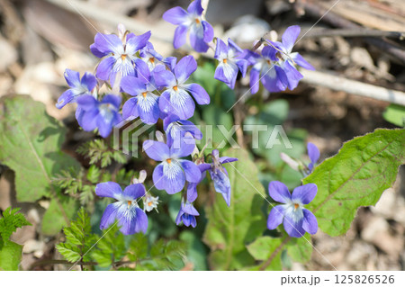 春の野に咲く紫色の花 春の野に咲く紫色の花 125826526