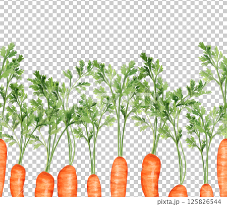 Watercolor seamless border of orange carrots with green tops. Hand drawn pattern Watercolor seamless border of orange carrots with green tops. Hand drawn pattern 125826544