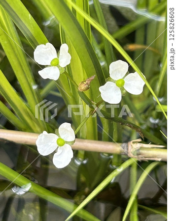 ビオトープのオモダカ 125826608