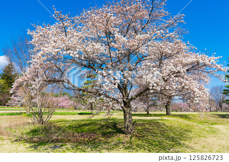 長野県　国営アルプスあずみの公園の満開の桜 125826723