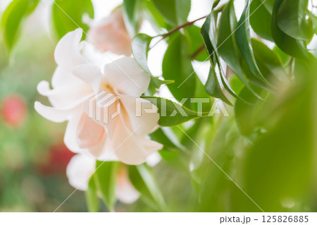 椿・凛とした イメージ 125826885
