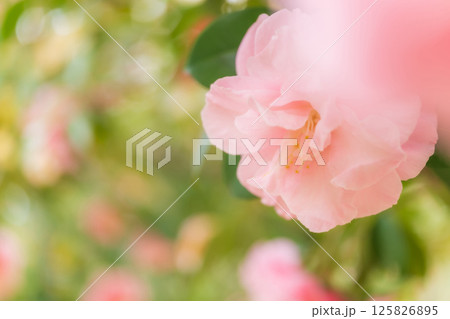 椿・凛とした イメージ 125826895