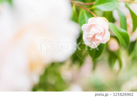 椿・凛とした イメージ 125826902