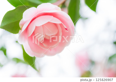 椿・凛とした イメージ 125826907