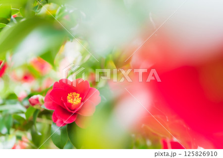 椿・凛とした イメージ 125826910