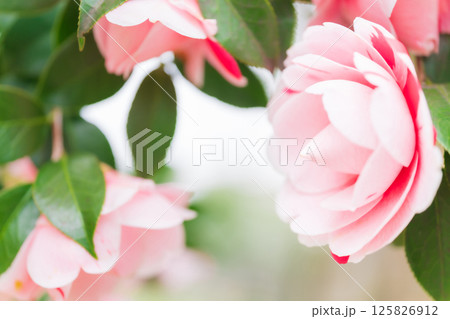 椿・凛とした イメージ 125826912