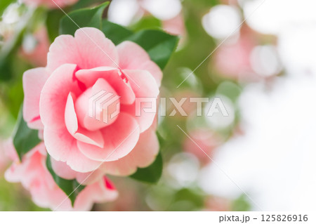 椿・凛とした イメージ 椿・凛とした イメージ 125826916