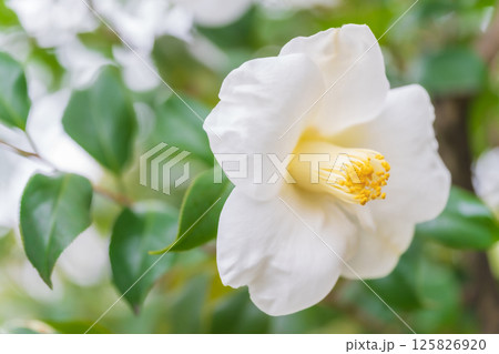 椿・凛とした イメージ 125826920