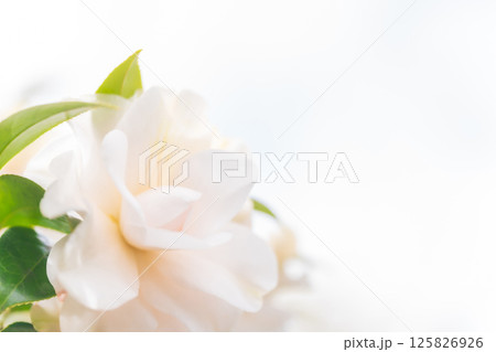 椿・凛とした イメージ 125826926