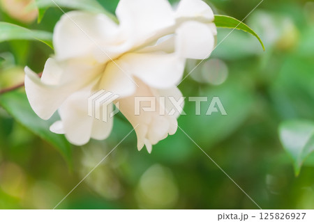 椿・凛とした イメージ 125826927