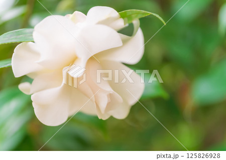 椿・凛とした イメージ 125826928