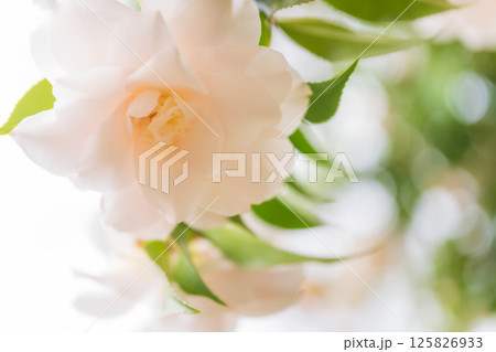 椿・凛とした イメージ 125826933