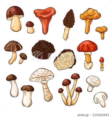 Collection of edible mushroom in cartoon style isolated on white background. Ideal for food forest nature design, cooking, menu, recipe, botanical and culinary project. Collection of edible mushroom in cartoon style isolated on white background. Ideal for food forest nature design, cooking, menu, recipe, botanical and culinary project. 125826941