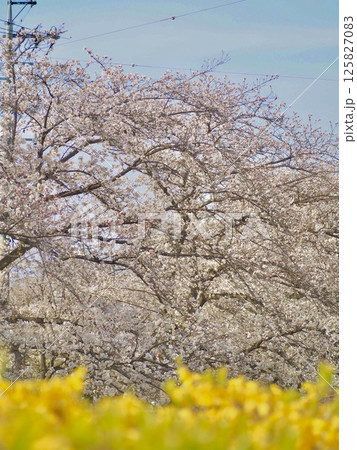 桜と青い空 125827083