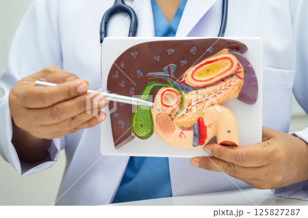 Liver with gallbladder, pancreas spleen and duodenum, Asian doctor holding human anatomy model for study diagnosis and treatment in hospital. Liver with gallbladder, pancreas spleen and duodenum, Asian doctor holding human anatomy model for study diagnosis and treatment in hospital. 125827287