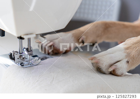 dog sews on a sewing machine with his paws on the machine. 125827293