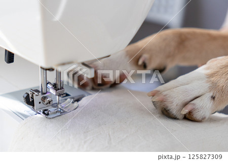 dog sews on a sewing machine with his paws on the machine. dog sews on a sewing machine with his paws on the machine. 125827309