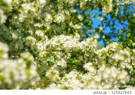 In a tranquil garden, clusters of delicate white flowers bloom vibrantly against a vivid blue sky. In a tranquil garden, clusters of delicate white flowers bloom vibrantly against a vivid blue sky. 125827683