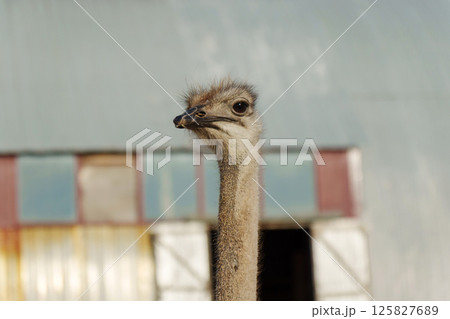 Ostrich gazes curiously at the camera under a clear blue sky near a rustic building 125827689